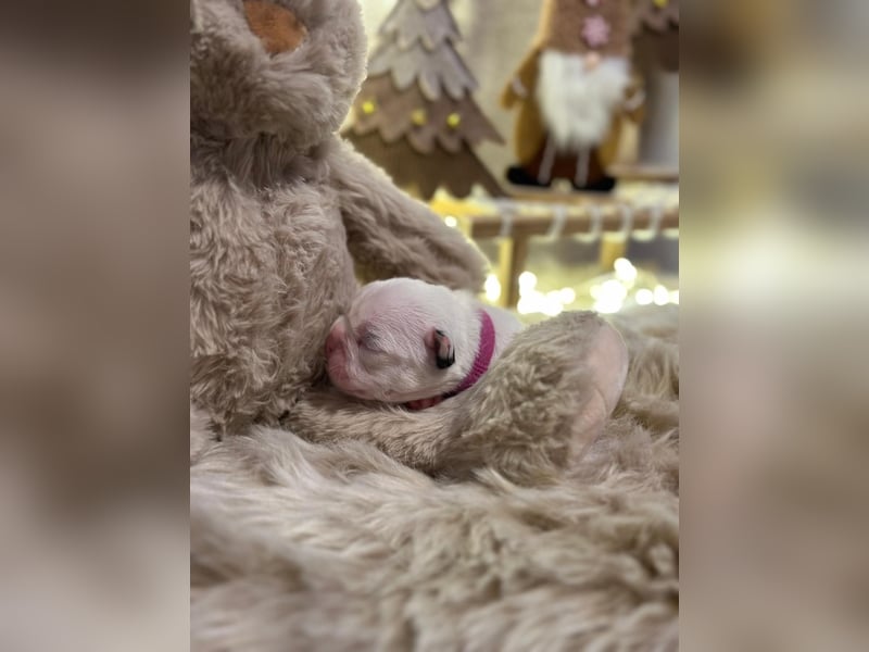 Französische bulldogge mit Schwanz Welpen