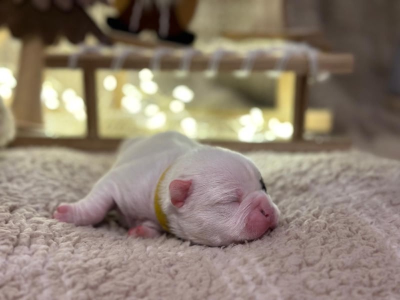 Französische bulldogge mit Schwanz Welpen