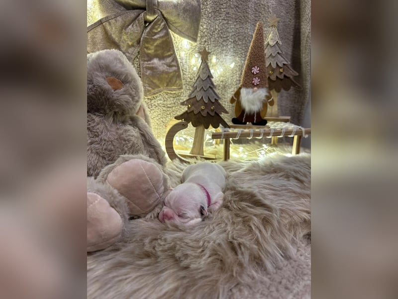 Französische bulldogge mit Schwanz Welpen