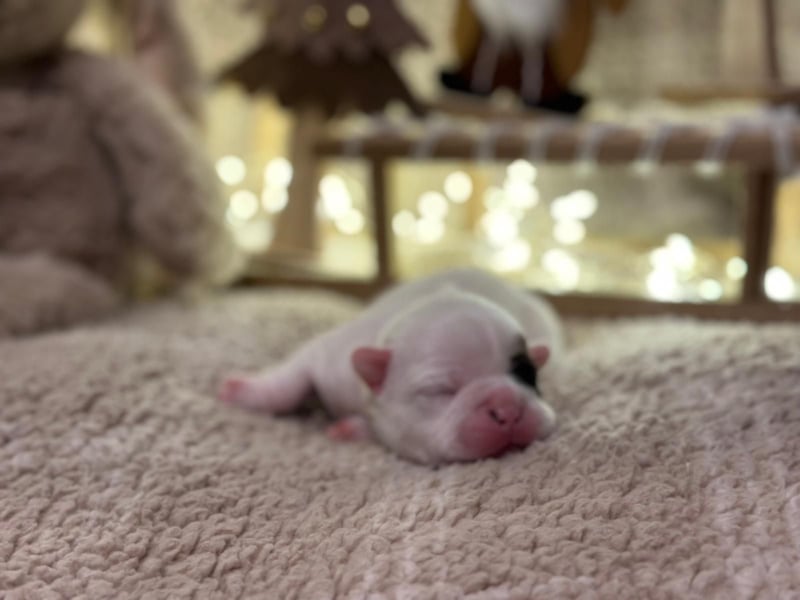 Französische bulldogge mit Schwanz Welpen