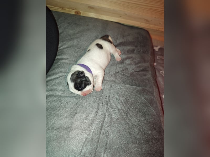 Französische bulldogge mit Schwanz Welpen