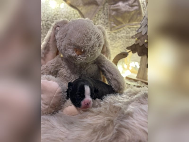 Französische bulldogge mit Schwanz Welpen