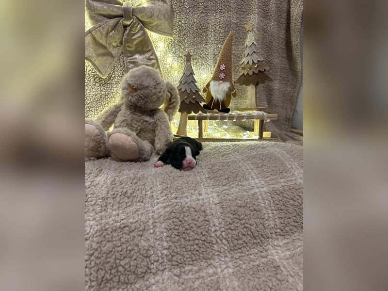 Französische bulldogge mit Schwanz Welpen