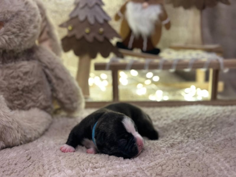 Französische bulldogge mit Schwanz Welpen