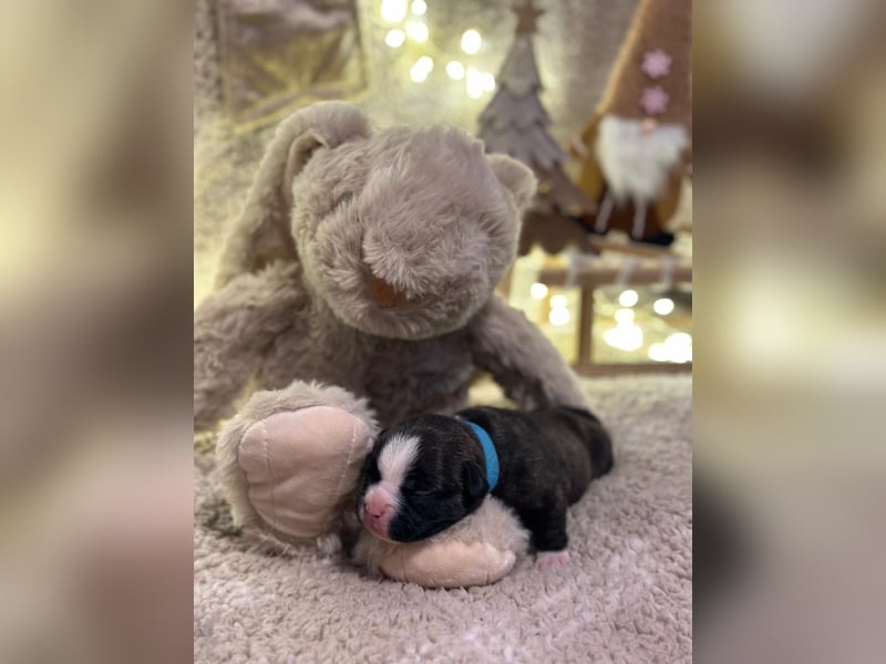 Französische bulldogge mit Schwanz Welpen