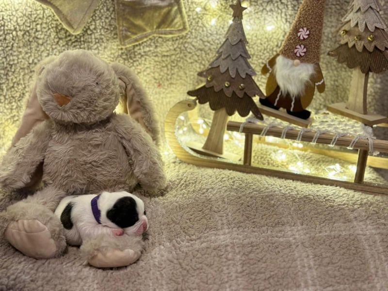 Französische bulldogge mit Schwanz Welpen