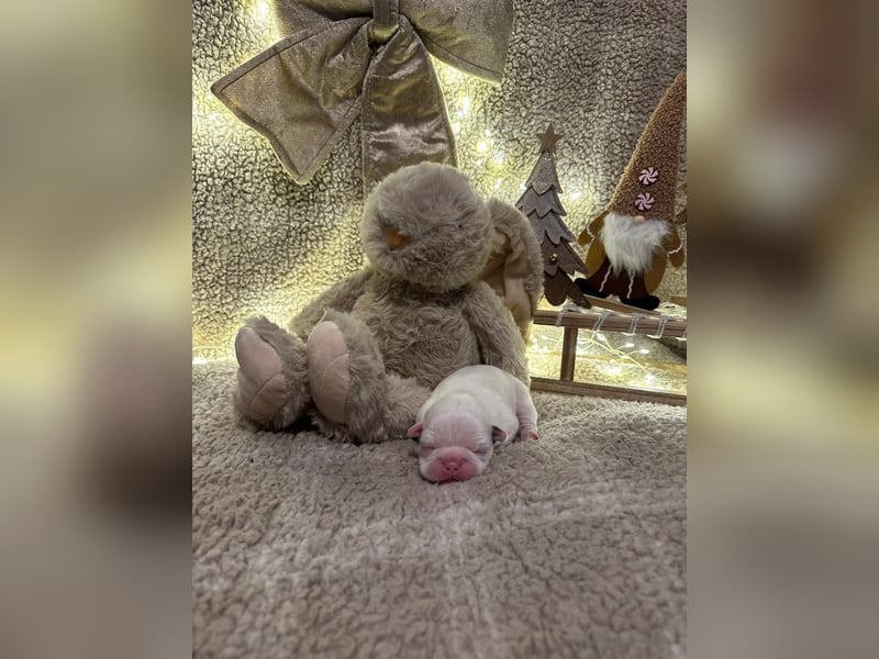 Französische bulldogge mit Schwanz Welpen
