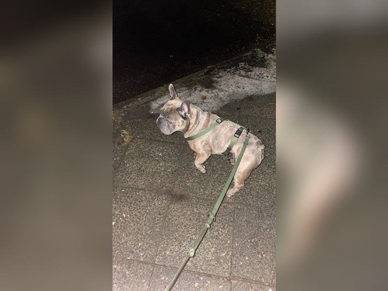 Süße Französische Bulldoggen