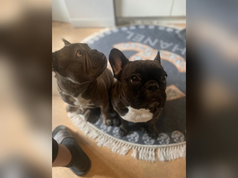 Süße Französische Bulldoggen