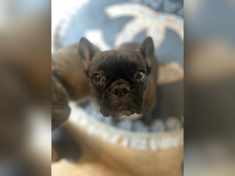 Süße Französische Bulldoggen