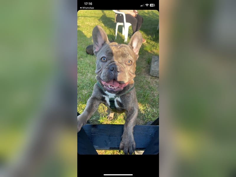 Süße Französische Bulldoggen