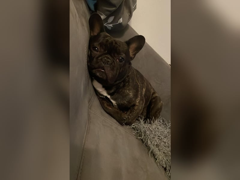 Süße Französische Bulldoggen