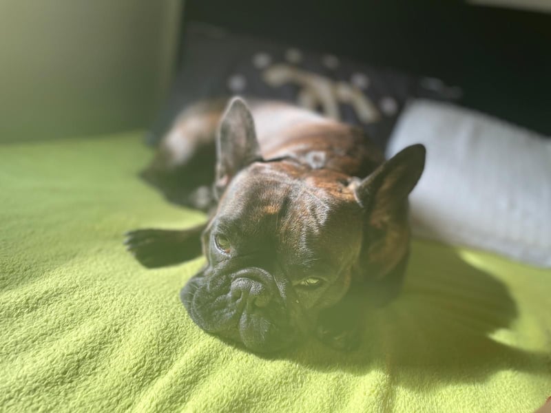 Süße Französische Bulldoggen