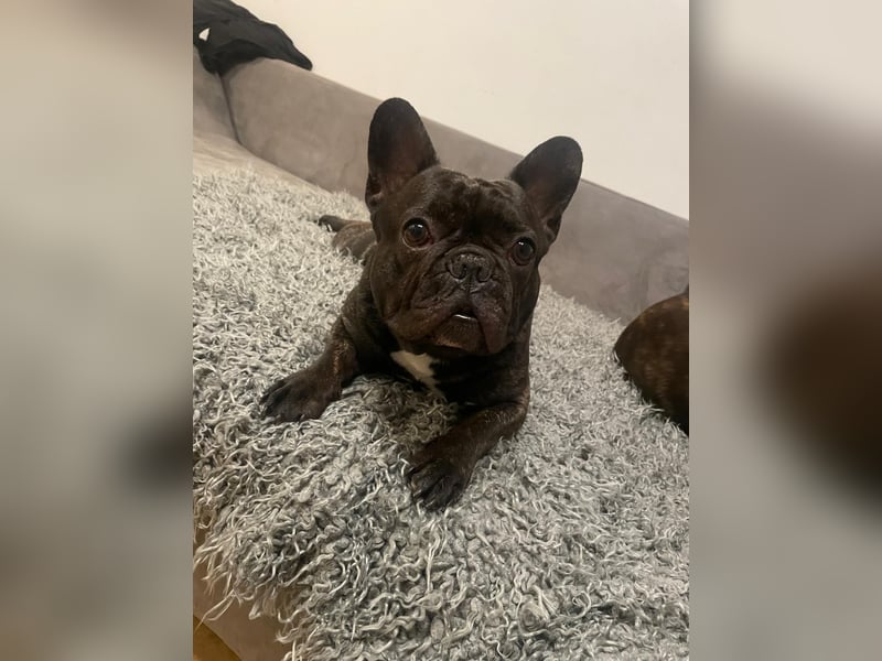 Süße Französische Bulldoggen