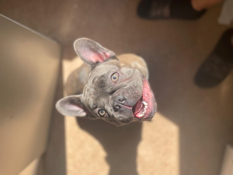 Süße Französische Bulldoggen
