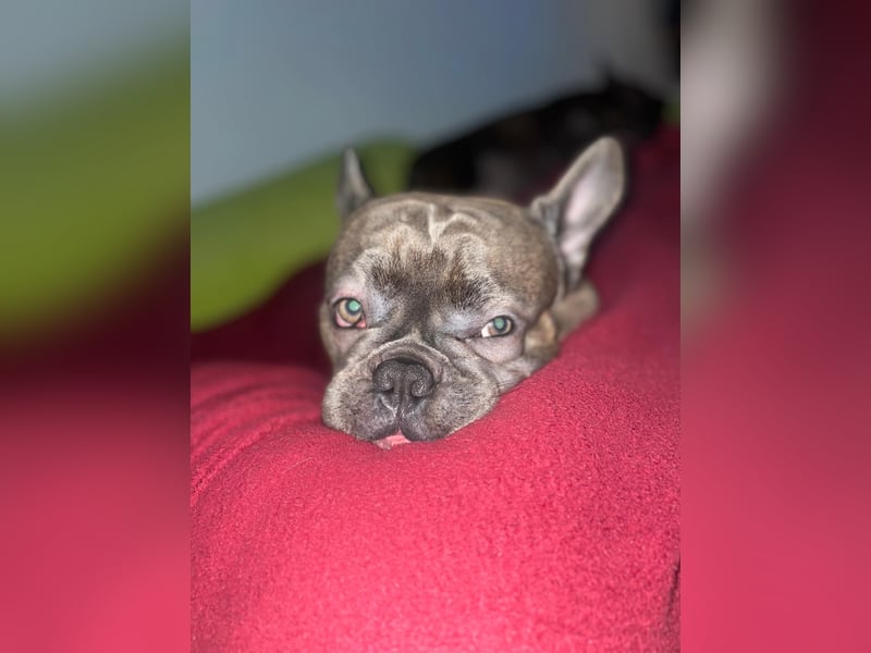 Süße Französische Bulldoggen