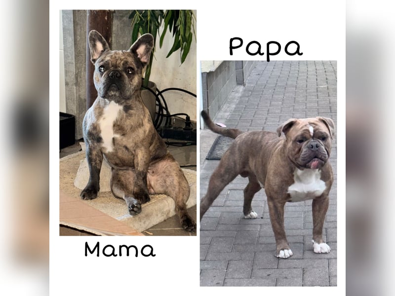 Old Frenglish Bulldog , alternativ Bulldogge Welpen ( Frenchie x OEB ) mit Papieren
