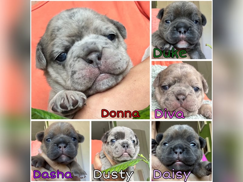 Old Frenglish Bulldog , alternativ Bulldogge Welpen ( Frenchie x OEB ) mit Papieren