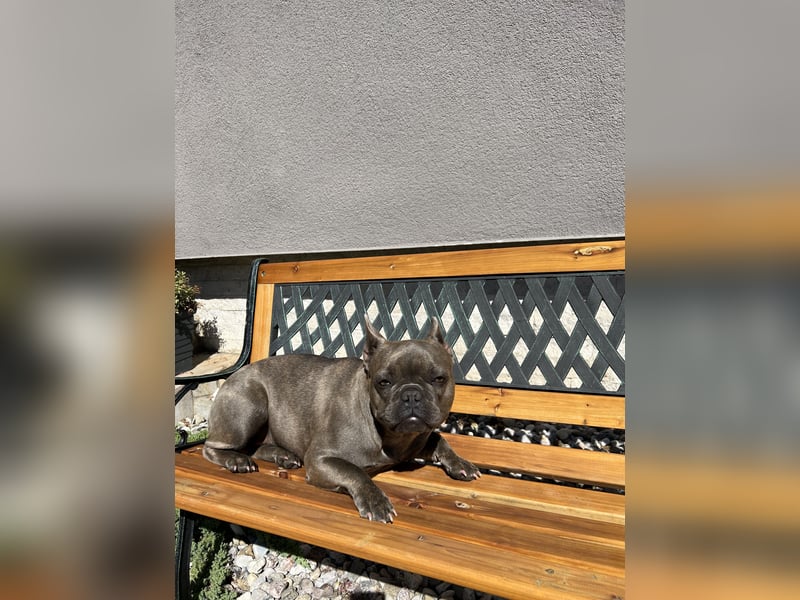 Gesunde Sportliche Französische Bulldoggen aus Familienzucht!