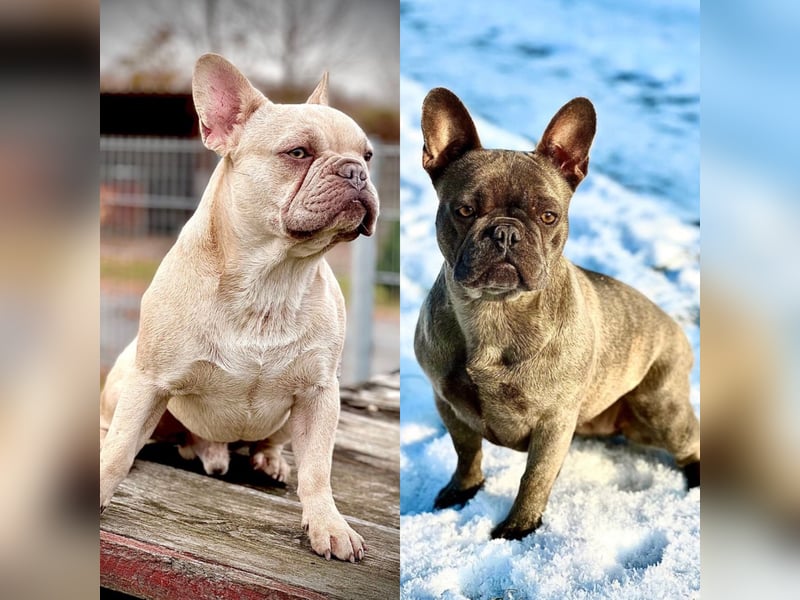 Gesunde Sportliche Französische Bulldoggen aus Familienzucht!