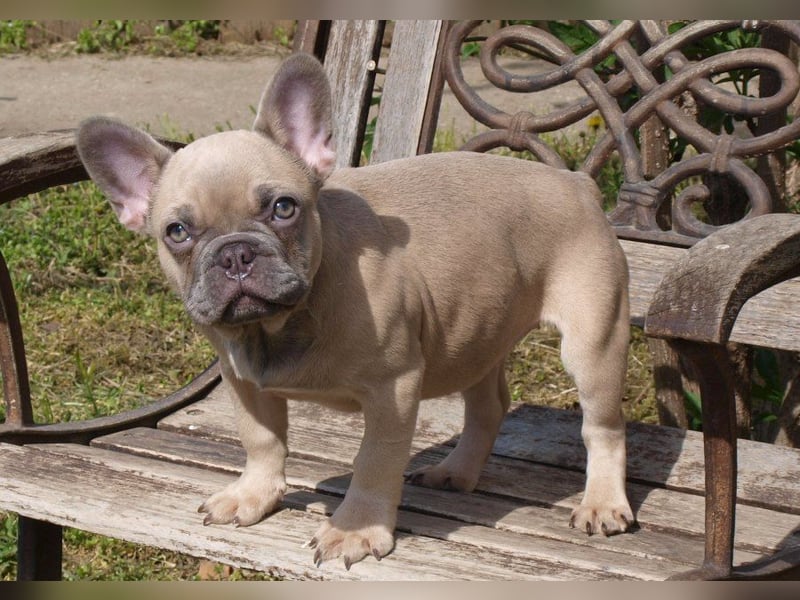 Französische Bulldogge Welpen noch ein Mädchen