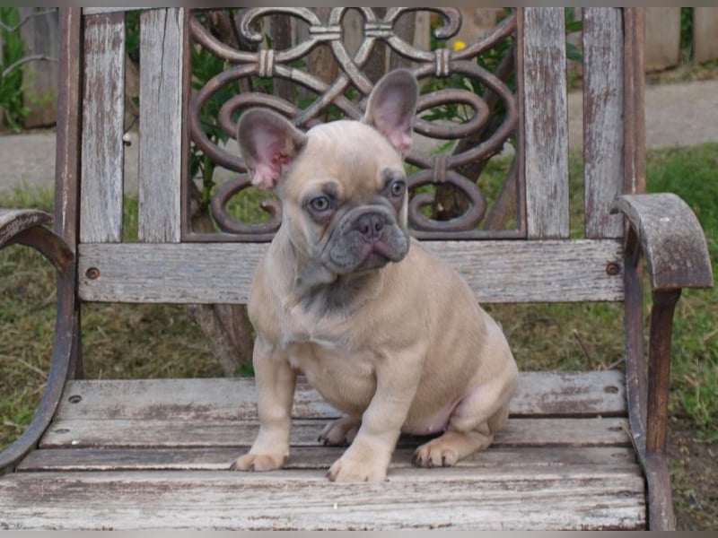 Französische Bulldogge Welpen noch ein Mädchen