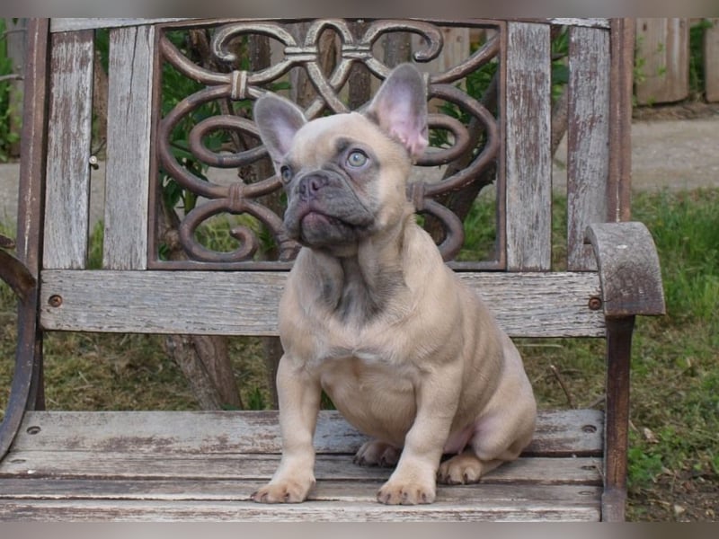 Französische Bulldogge Welpen noch ein Mädchen
