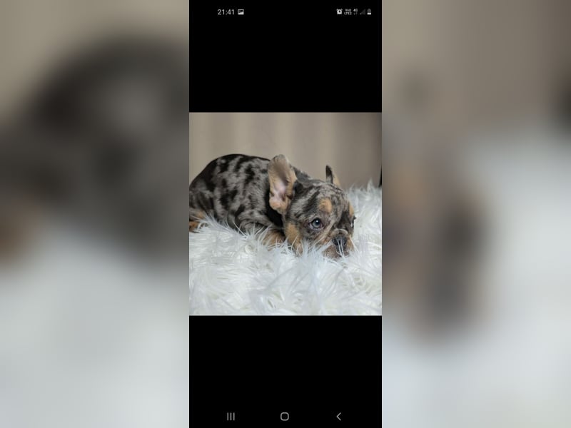 Bulldog francese merle