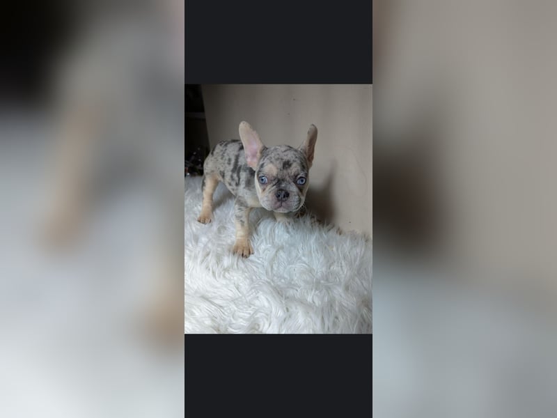 Bulldog francese merle