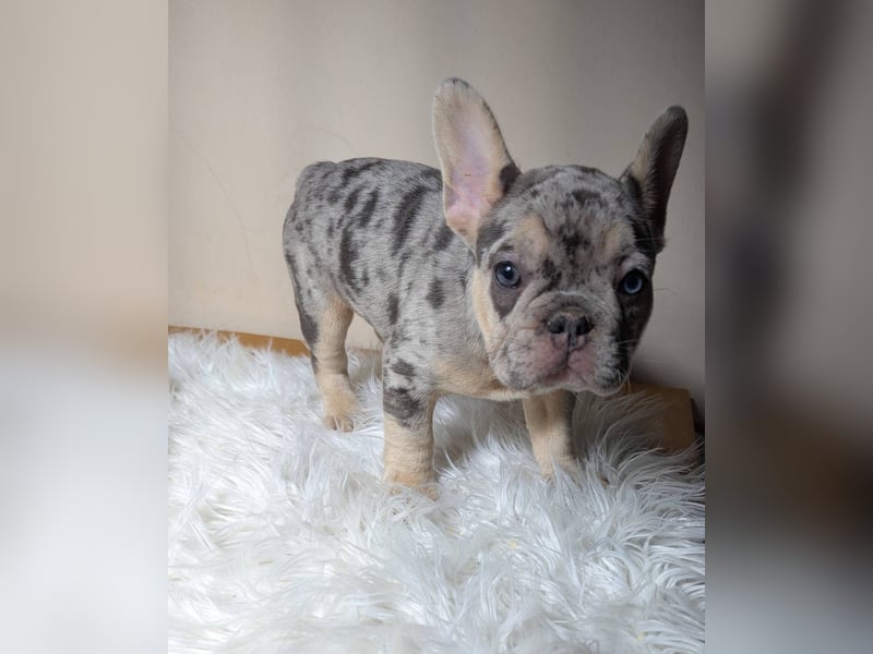 Bulldog francese merle