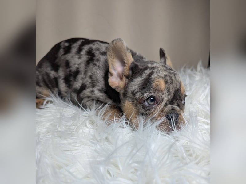 Bulldog francese merle