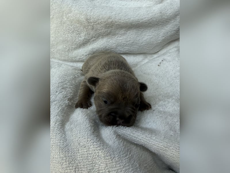 Gesundes Sportliche Französische Bulldoggen aus seriöser Familienzucht.