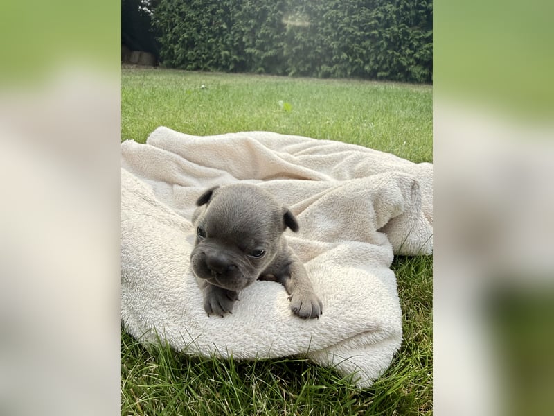 Sportliche und Gesunde Französische Bulldoggen aus seriöser Familienzucht.