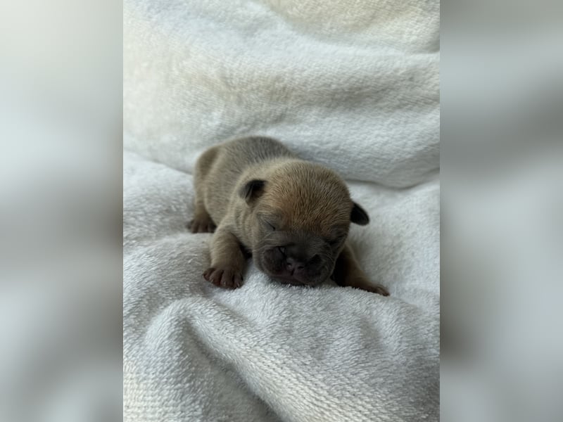 Gesundes Sportliche Französische Bulldoggen aus seriöser Familienzucht.