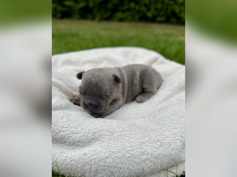 Sportliche und Gesunde Französische Bulldoggen aus seriöser Familienzucht.