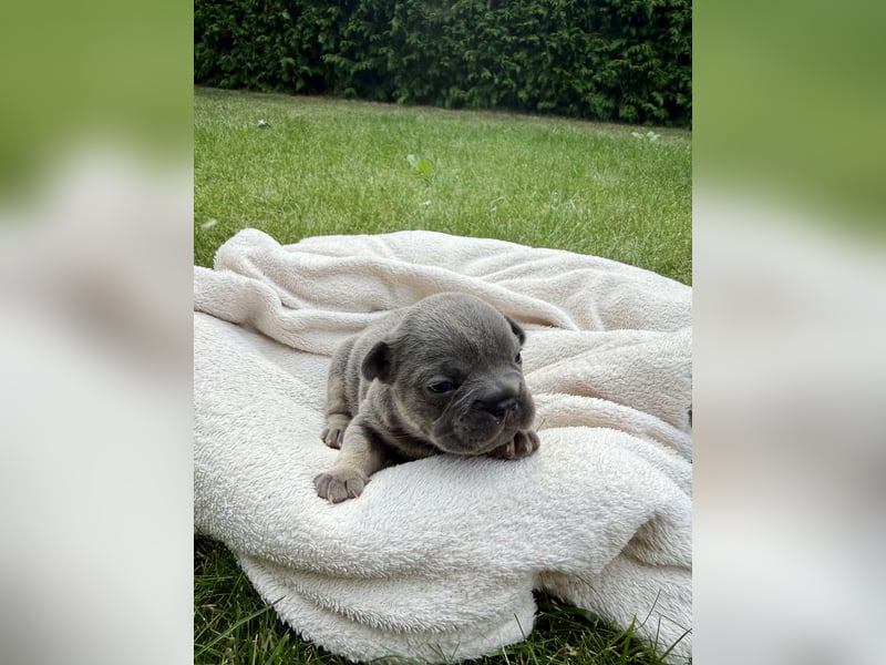 Sportliche und Gesunde Französische Bulldoggen aus seriöser Familienzucht.