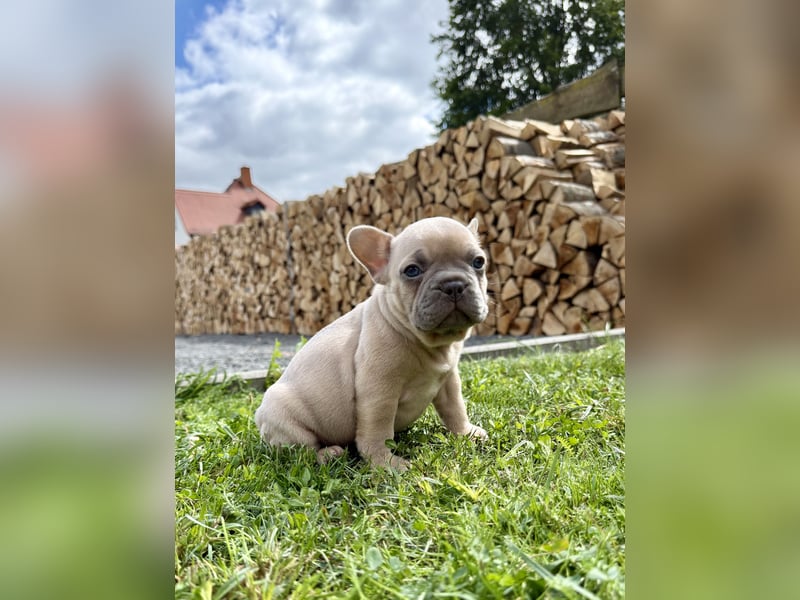 Sportliche und Gesunde Französische Bulldoggen aus seriöser Familienzucht.