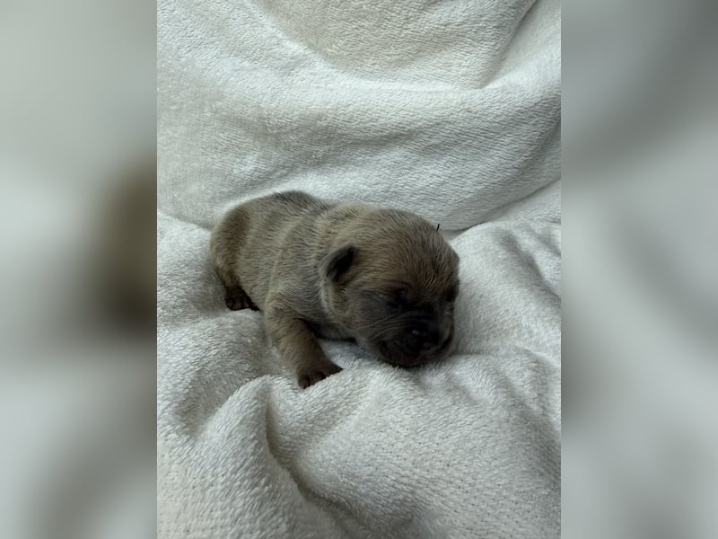 Gesundes Sportliche Französische Bulldoggen aus seriöser Familienzucht.