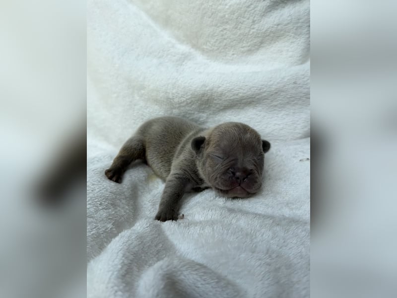 Gesundes Sportliche Französische Bulldoggen aus seriöser Familienzucht.
