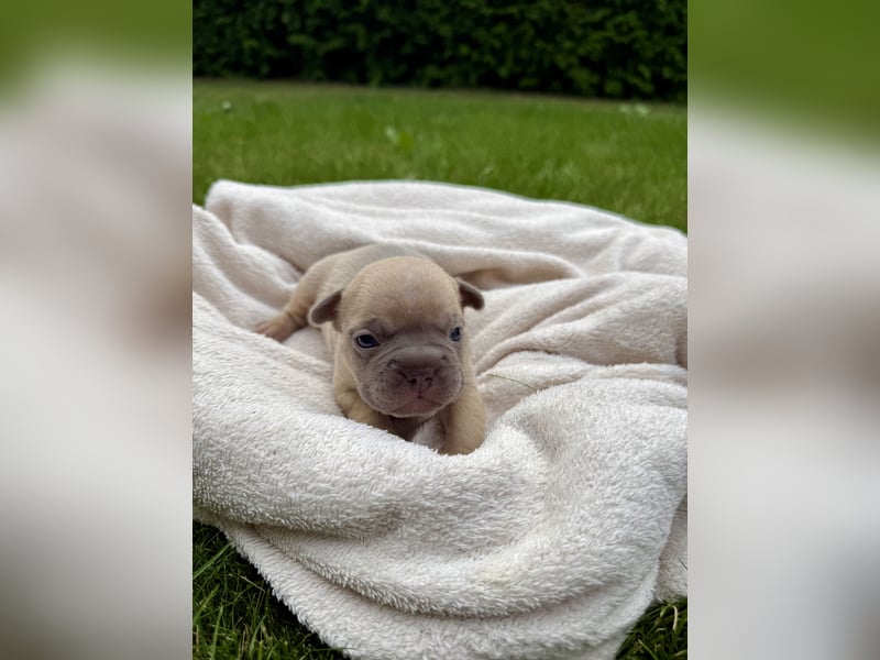 Sportliche und Gesunde Französische Bulldoggen aus seriöser Familienzucht.