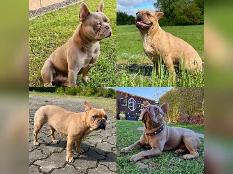 Sportliche und Gesunde Französische Bulldoggen aus seriöser Familienzucht.
