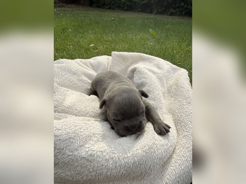 Sportliche und Gesunde Französische Bulldoggen aus seriöser Familienzucht.