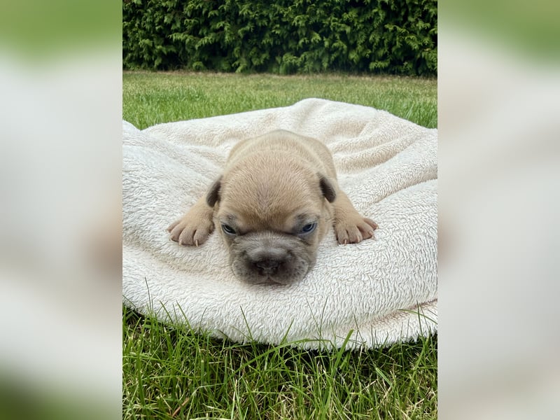 Sportliche und Gesunde Französische Bulldoggen aus seriöser Familienzucht.