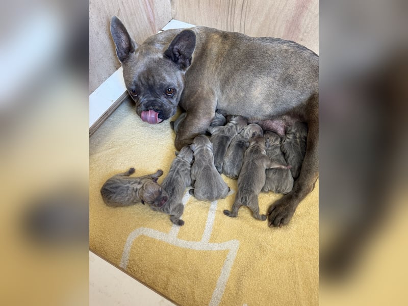 Gesundes Sportliche Französische Bulldoggen aus seriöser Familienzucht.