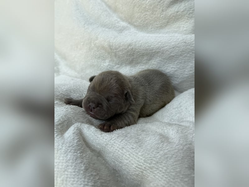 Gesundes Sportliche Französische Bulldoggen aus seriöser Familienzucht.