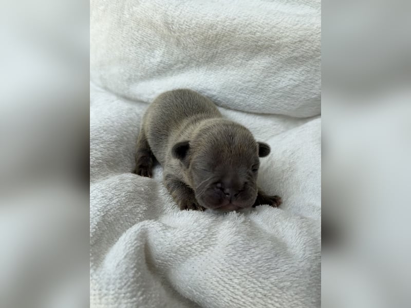 Gesundes Sportliche Französische Bulldoggen aus seriöser Familienzucht.