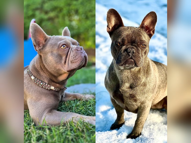 Sportliche und Gesunde Französische Bulldoggen aus seriöser Familienzucht.