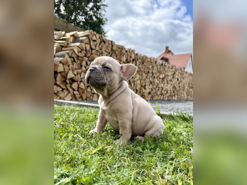Sportliche und Gesunde Französische Bulldoggen aus seriöser Familienzucht.