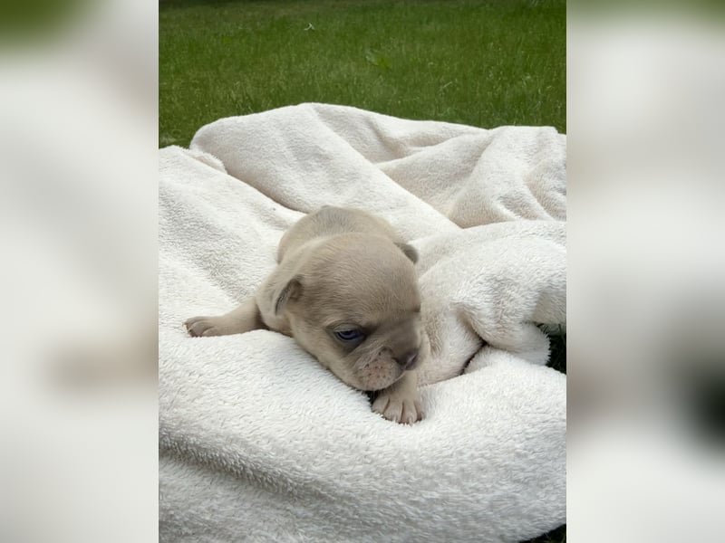 Sportliche und Gesunde Französische Bulldoggen aus seriöser Familienzucht.