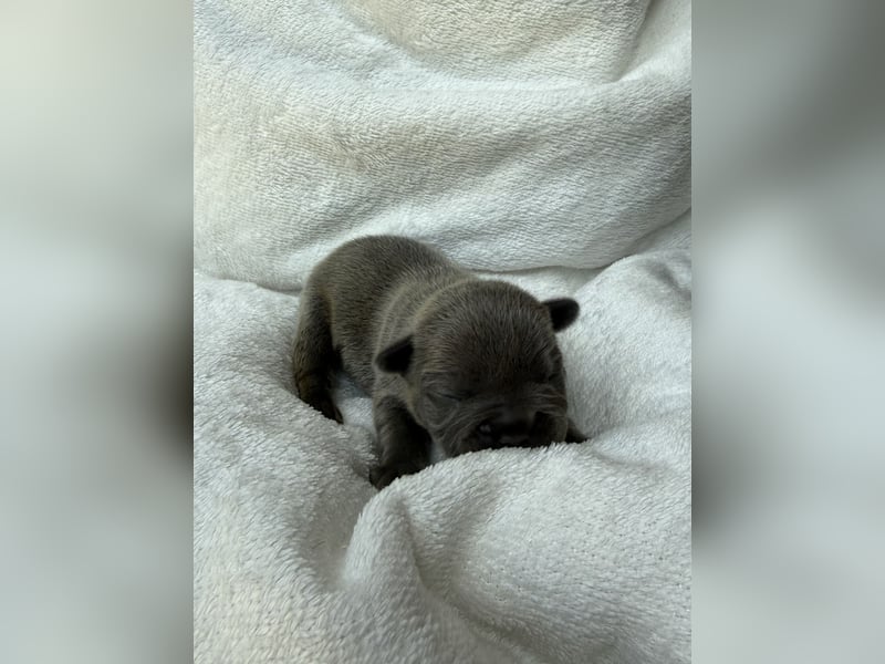 Gesundes Sportliche Französische Bulldoggen aus seriöser Familienzucht.